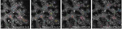 Quantifying Topology In Pancreatic Tubular Networks From Live Imaging 3D Microscopy cover file