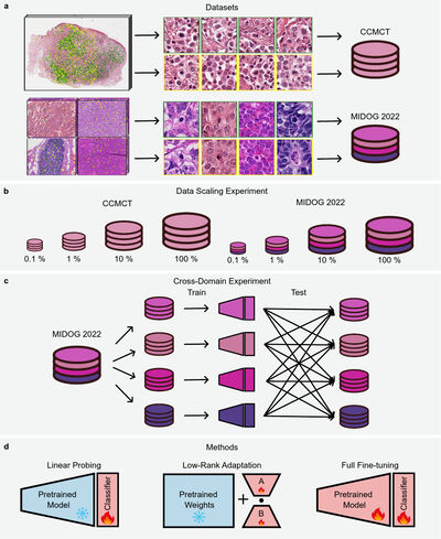 Benchmarking Foundation Models for Mitotic Figure Classification cover file