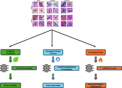 Benchmarking Deep Learning and Vision Foundation Models for Atypical vs. Normal Mitosis Classification with Cross-Dataset Evaluation cover file
