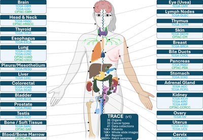 TRACE: Tissue and Report Atlas of Computational Embeddings cover file